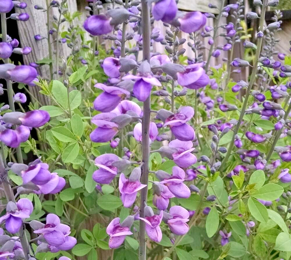 15 PURPLE SMOKE FALSE INDIGO SEEEDS Baptisia 'Purple Smoke'