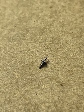 NOS Elgin 0s 1731 Pivot 10 Balance Staff