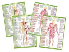 Muscle Anatomy Charts | Bodybuilding Posters | Human Body | Biology