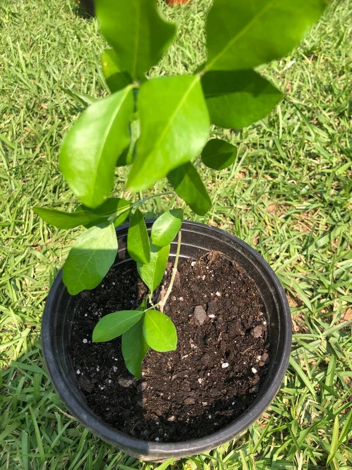 Cherry Tree | Size: 6-12 inch | Variety : Barbados Cherry (Acerola Cherry) Tree - Image 2 of 2