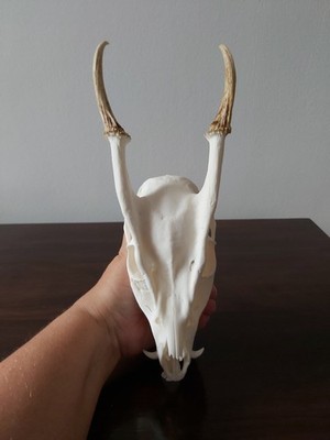 Muntjac Buck Deer Skull Taxidermy Antlers Gothic