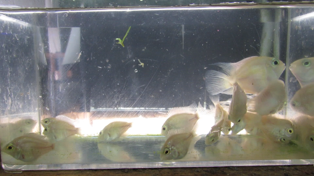 8 white polar parrot cichlids | eBay 8 white polar parrot cichlids | eBay