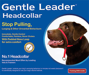 gentle leader headcollar video