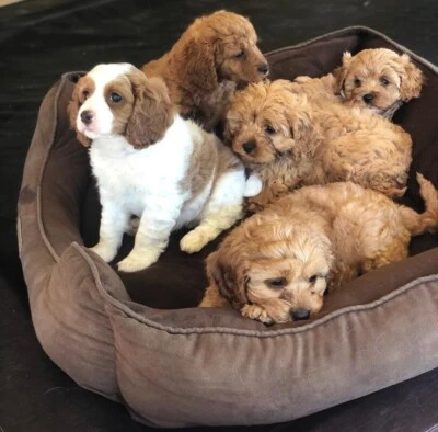 Toy Cavoodles Ready To Go Dogs Puppies Gumtree Australia Camden Area Bringelly 1257290633