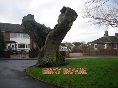 FOTO ALTER BAUM IN TOLLEM BRADLEY. 2008
