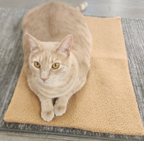 Pet Or Feral Winter Heating Pad Cat Dogs Durable Self-Warming Mat Cushion Dark - Picture 6 of 8