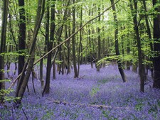 English Bluebell - 0.5g seeds (80 Approx) - Hyacinthoides non-scripta