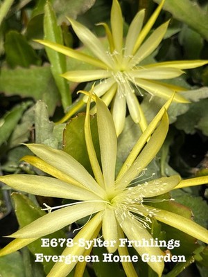 Rooted Epiphyllum Orchid Cactus  Sylter Fruhlings Growing In 4  Starter Pot.