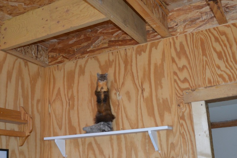 Pine Marten ,  Taxidermy, Bobcat, Coyote, Home Decor Wildlife Art  SALE!
