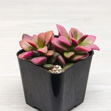 Succulent Plant - Anacampseros Telephiastrum : Sunrise Varigated - In 2" Pot