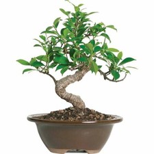 Golden Gate Ficus Bonsai Small Outdoor Garden Landscape Tree Art 4 Years Old