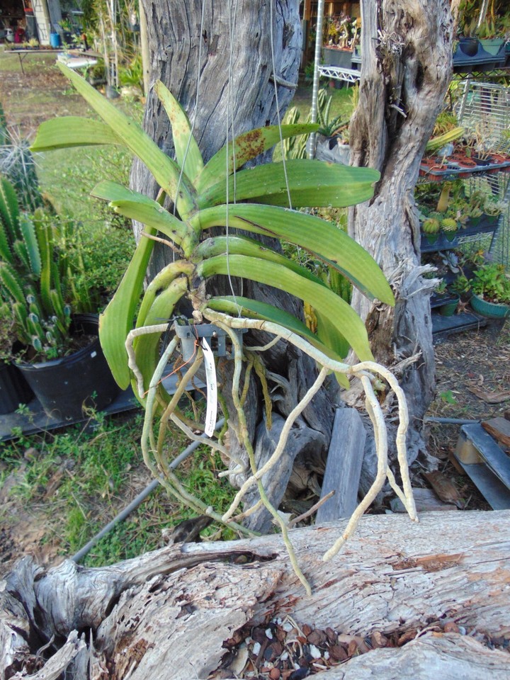 Rhynchostylis gigantea Big Spot Bloom size 3" basket RARE SPECIES LARGE