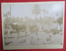Genuine Photos (Lot of 2) Algeria Algeria Alg�rie Oasis Caravan Camel Market Circa 1880