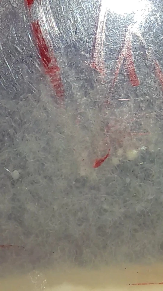 MAD RIVER AQUATICS Live Walter worms A great first food for your fish fry, guppies, killifish+more