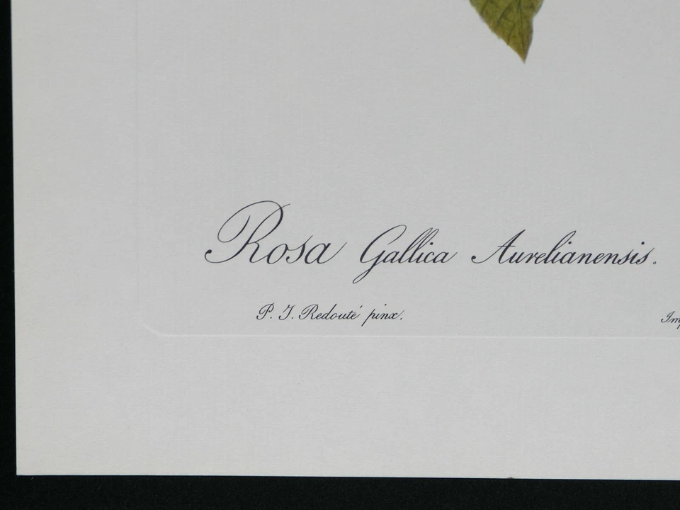 Estampado Rosa Gallica Aurelianensis Rosa Botánica Roja por Pierre-Joseph Redouté Foto 4 de 4