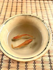 Orange Longfin Medaka - 5 Small - 5 Fry