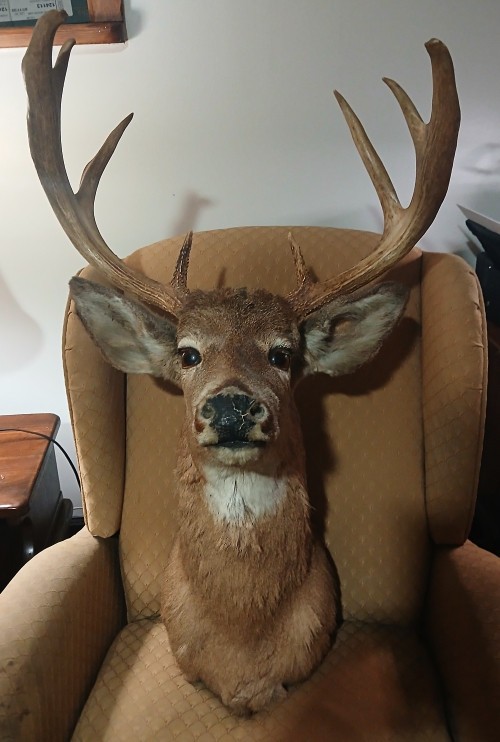 8 Point Mount Whitetail Deer Head Taxidermy 21" Spread 14" High