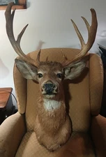 8 Point Mount Whitetail Deer Head Taxidermy 21" Spread 14" High