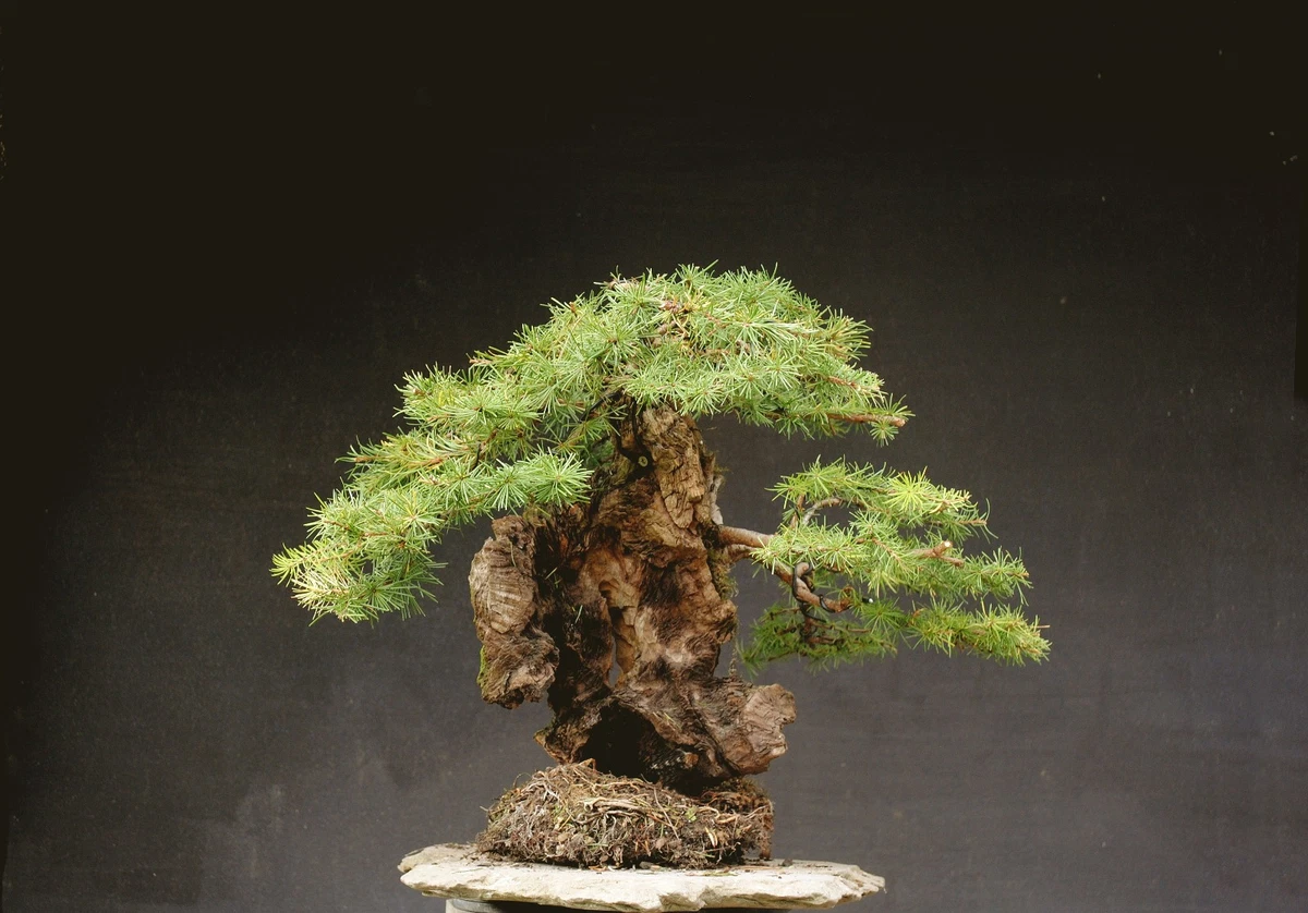 Bonsai Jungpflanze online kaufen | eBay.de