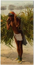 Photochrome USA - Bringing in the Harvest, Moki Pueblos - Indian Native American