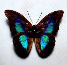 Prepona for collectors | Prepona werneri, brooksiana females