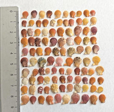 shells from japan A very small Mimachlamys nobilis
