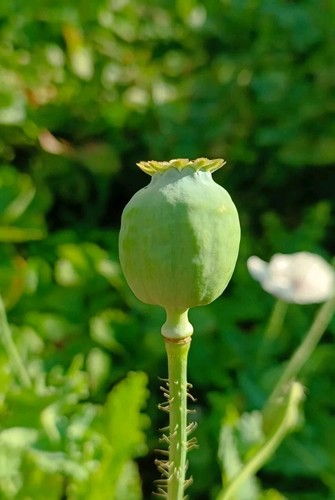 Schlafmohn Papaver somniferum 'Suffolk' - Bild 3 von 3
