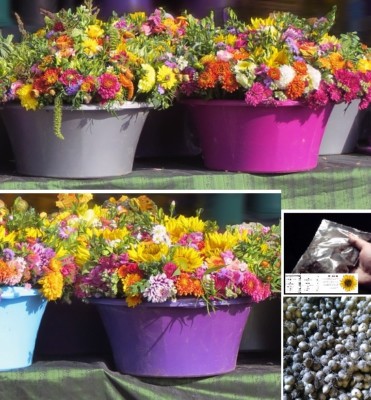 Blumen fr den Balkon Blumentopf das Fensterbrett Zimmerpflanzen winterhart  Deko | eBay.de