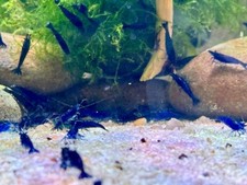 10 1 Blue Diamond Shrimps Ocean Blue Live Freshwater Shrimp Aquarium Neocaridina