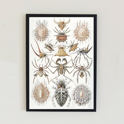 Vintage Spiders Ernst Haeckel Antique Illustration Retro Decor A4 Wall Art Print