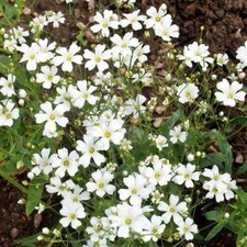 Baby's Breath WHITE 18" Tall Cut-Flowers Popular USA Non-GMO Heirloom 2000 Seeds