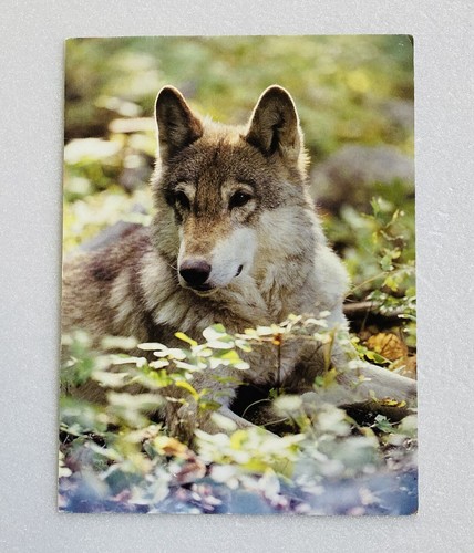 Vintage Greeting Card Gray Wolf Alaska National Park Trust Collage Art P1