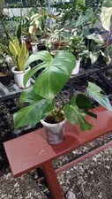 Real picture Monstera Green On Green Variegated Beautiful Plant Rare Unique