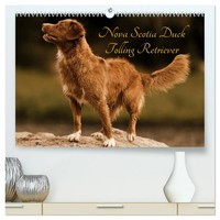 Beatrice MüLler Hundefotowerk | Nova Scotia Duck Tolling Retriever...
