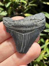 Natural Chubutensis 1.59” Not Megalodon Tooth Fossil Shark Teeth