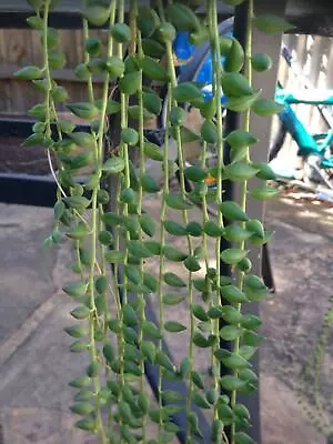 succulent plant 10cm Senecio herreianus String of Beads