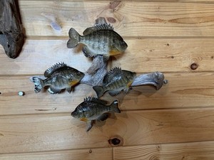 New Real Skin Group Of 4 Sunfish  Mount Taxidermy Wall Mount On Driftwood