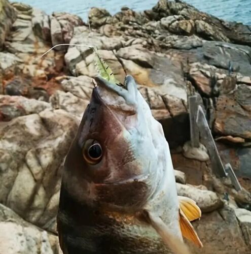 Sidewinder Sand Anguilla Esca Basso Merluzzo Pollock Jelly Lures 10 PZ Gamberetti Pesce Merluzzo - Foto 21 di 21