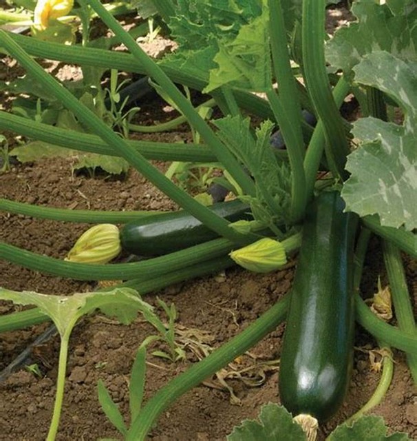 Zucchini Black Beauty 20 Seeds Vegetable Garden Non GMO