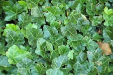 English Ivy (Hedera helix), 10 seeds