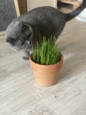 Bio Weizen ganz 1 kg keimf&auml;hig Katzengras weizenkorner