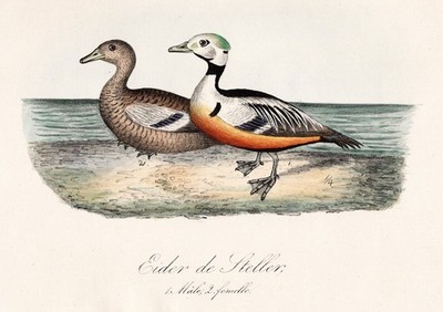 Eider de Steller ducks Vogel Enten Vögel Ornithologie Lithographie Dubois 1872