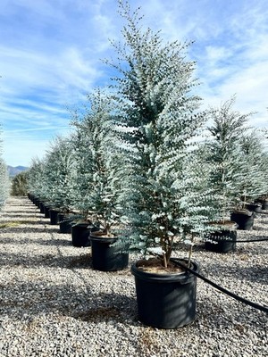Sunny Tree - Eucalyptus gunnii 'Azura' - Winterhart - 200 cm