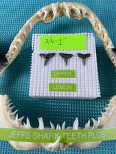 Lot Of 3 Fossilized 3/4 - 1 Inch Lemon Shark Teeth & Bonus Items From Venice Fl.