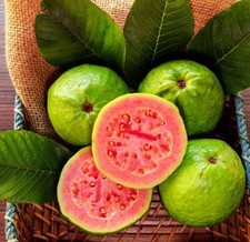 Ruby Supreme Red Guava tree 2-4ft tall with( Air layer