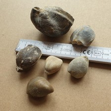 Wundervolle Brachiopoden aus dem Jurazeitalter - Fossilien - alte Sammlung