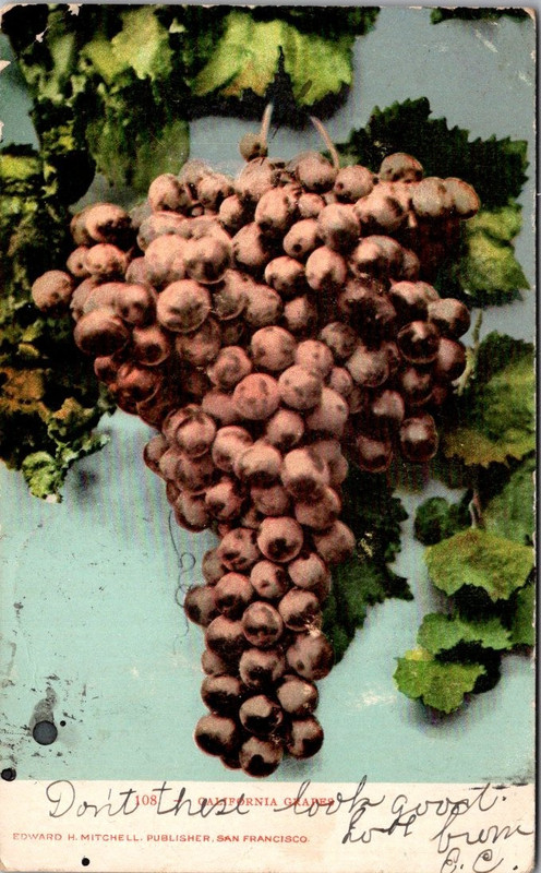 CALIFORNIA GRAPES c1906 UDB Postcard