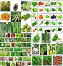 Summer vegetable seeds combo pack beez Exotic Hybrid vegetable seeds Mix organic