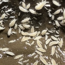 100 TRUE WHITE Albino Chubby Springtails Ceratophysella Sp. on Clay Culture