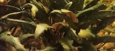  cryptocoryne wendtii